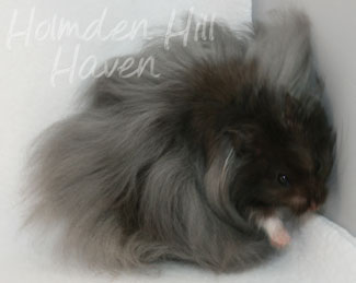 Love Monster- Black Longhaired Syrian Hamster