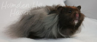 Love Monster- Black Longhaired Syrian Hamster