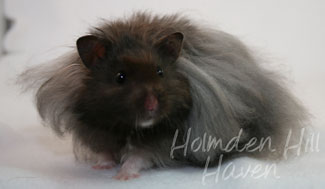 Love Monster- Black Longhaired Syrian Hamster