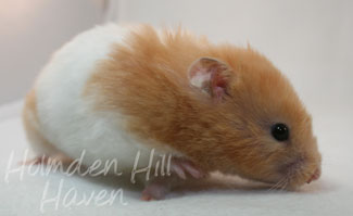 Maisy- Red Eyed Cream Banded Longhaired Syrian Hamster