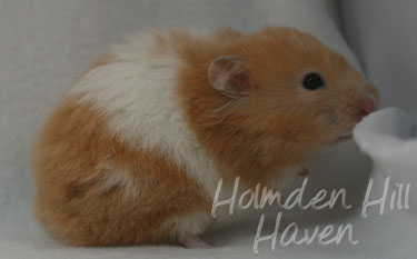 Maisy- Red Eyed Cream Banded Longhaired Syrian Hamster