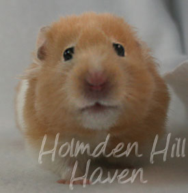 Maisy- Red Eyed Cream Banded Longhaired Syrian Hamster