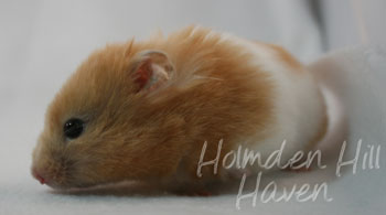 Maisy- Red Eyed Cream Banded Longhaired Syrian Hamster