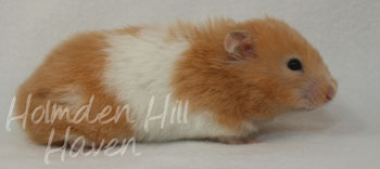 Maisy- Red Eyed Cream Banded Longhaired Syrian Hamster