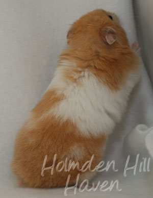 Maisy- Red Eyed Cream Banded Longhaired Syrian Hamster