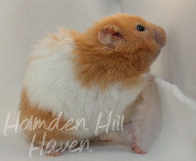 Maisy- Red Eyed Cream Banded Longhaired Syrian Hamster