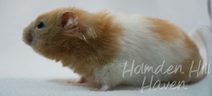 Maisy- Red Eyed Cream Banded Longhaired Syrian Hamster