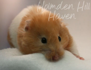 Maisy- Red Eyed Cream Banded Longhaired Syrian Hamster