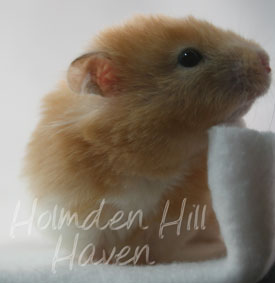 Maisy- Red Eyed Cream Banded Longhaired Syrian Hamster