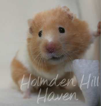 Maisy- Red Eyed Cream Banded Longhaired Syrian Hamster