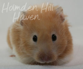 Maisy- Red Eyed Cream Banded Longhaired Syrian Hamster