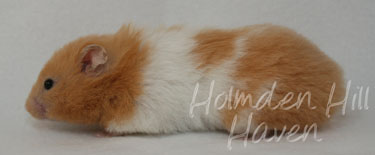 Maisy- Red Eyed Cream Banded Longhaired Syrian Hamster