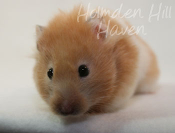 Maisy- Red Eyed Cream Banded Longhaired Syrian Hamster