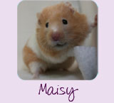 Maisy