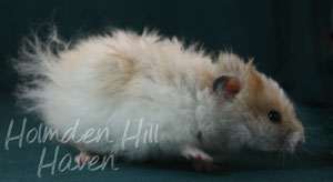 Owl- Golden Dominant Spot Longhaired Rex Syrian Hamster