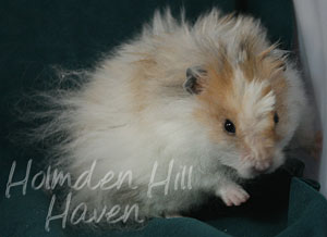 Owl- Golden Dominant Spot Longhaired Rex Syrian Hamster