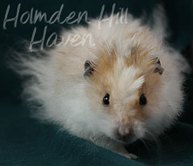 Owl- Golden Dominant Spot Longhaired Rex Syrian Hamster