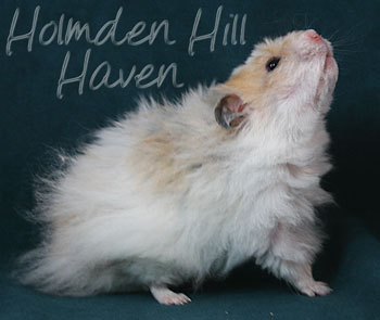 Owl- Golden Dominant Spot Longhaired Rex Syrian Hamster