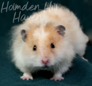 Owl- Golden Dominant Spot Longhaired Rex Syrian Hamster