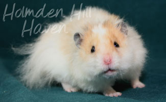 Owl- Golden Dominant Spot Longhaired Rex Syrian Hamster