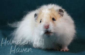 Owl- Golden Dominant Spot Longhaired Rex Syrian Hamster