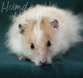 Owl- Golden Dominant Spot Longhaired Rex Syrian Hamster