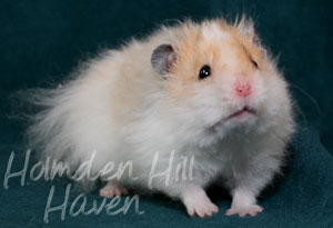 Owl- Golden Dominant Spot Longhaired Rex Syrian Hamster