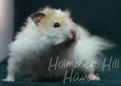 Owl- Golden Dominant Spot Longhaired Rex Syrian Hamster