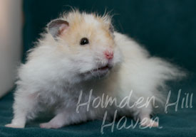 Owl- Golden Dominant Spot Longhaired Rex Syrian Hamster