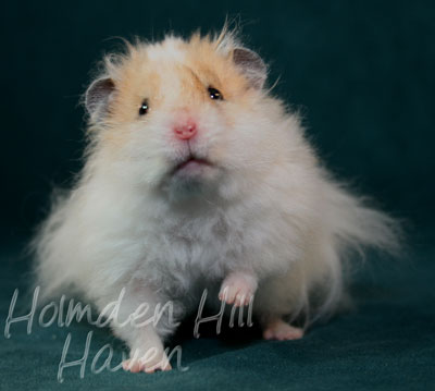 Owl- Golden Dominant Spot Longhaired Rex Syrian Hamster