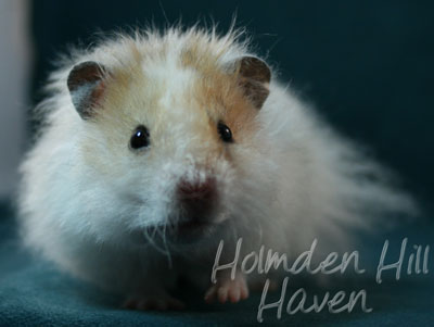 Owl- Golden Dominant Spot Longhaired Rex Syrian Hamster