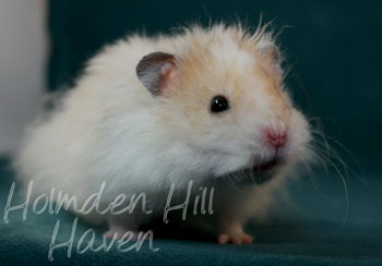 Owl- Golden Dominant Spot Longhaired Rex Syrian Hamster