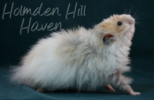 Owl- Golden Dominant Spot Longhaired Rex Syrian Hamster