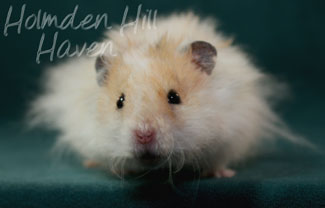 Owl- Golden Dominant Spot Longhaired Rex Syrian Hamster