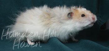 Owl- Golden Dominant Spot Longhaired Rex Syrian Hamster