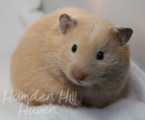 Pudding- Black Eyed Cream Longhaired Syrian Hamster