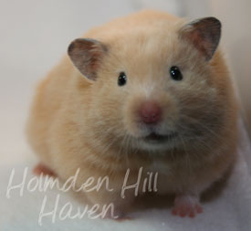 Pudding- Black Eyed Cream Longhaired Syrian Hamster