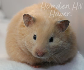 Pudding- Black Eyed Cream Longhaired Syrian Hamster