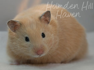 Pudding- Black Eyed Cream Longhaired Syrian Hamster