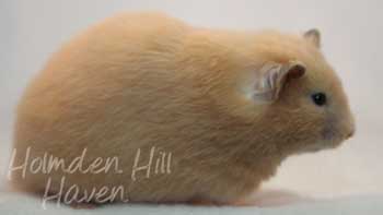 Pudding- Black Eyed Cream Longhaired Syrian Hamster