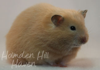 Pudding- Black Eyed Cream Longhaired Syrian Hamster