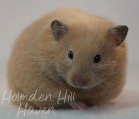 Pudding- Black Eyed Cream Longhaired Syrian Hamster