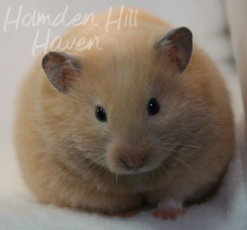 Pudding- Black Eyed Cream Longhaired Syrian Hamster