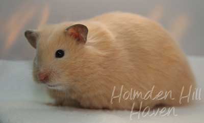 Pudding- Black Eyed Cream Longhaired Syrian Hamster