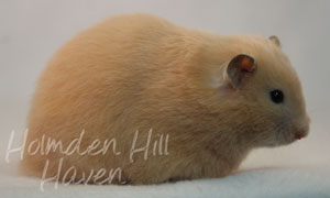 Pudding- Black Eyed Cream Longhaired Syrian Hamster