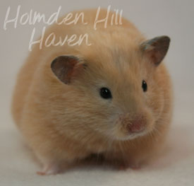 Pudding- Black Eyed Cream Longhaired Syrian Hamster