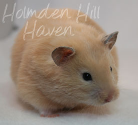 Pudding- Black Eyed Cream Longhaired Syrian Hamster