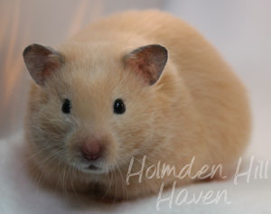 Pudding- Black Eyed Cream Longhaired Syrian Hamster