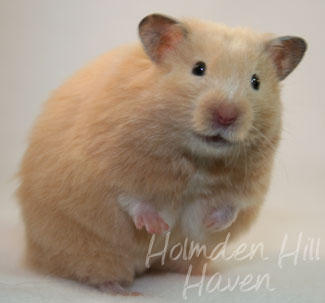 Pudding- Black Eyed Cream Longhaired Syrian Hamster