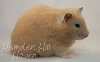 Pudding- Black Eyed Cream Longhaired Syrian Hamster